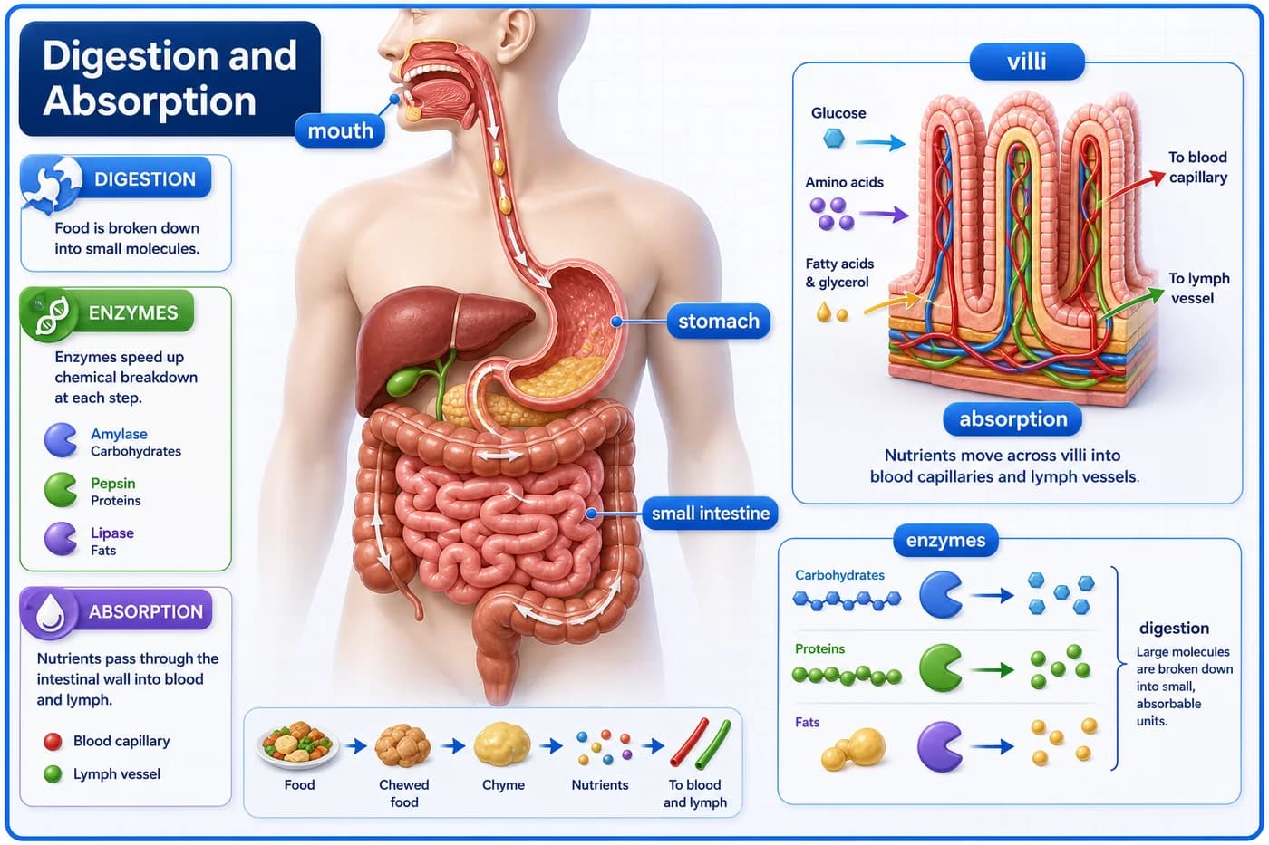 3D visual of digestion and absorption showing digestive organs, villi, enzymes, and nutrient absorption