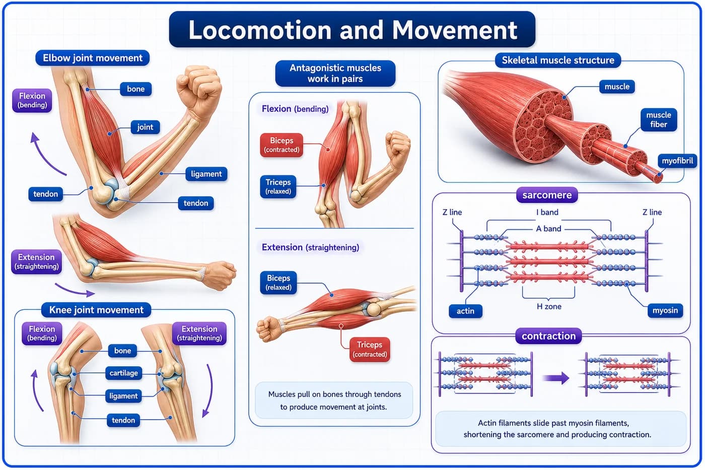 3D visual of locomotion and movement showing joint structure, muscles, tendons, ligaments, and sarcomere contraction
