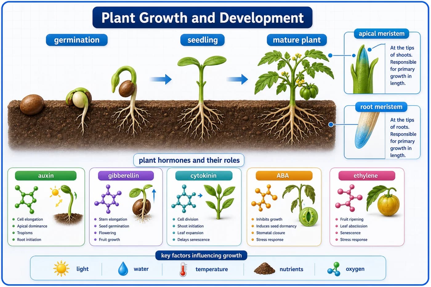3D visual of plant growth and development showing germination, meristems, and plant hormone cues