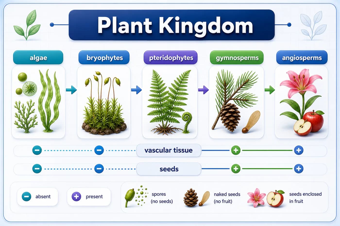 3D visual of plant kingdom groups from algae to angiosperms with vascular tissue and seed cues