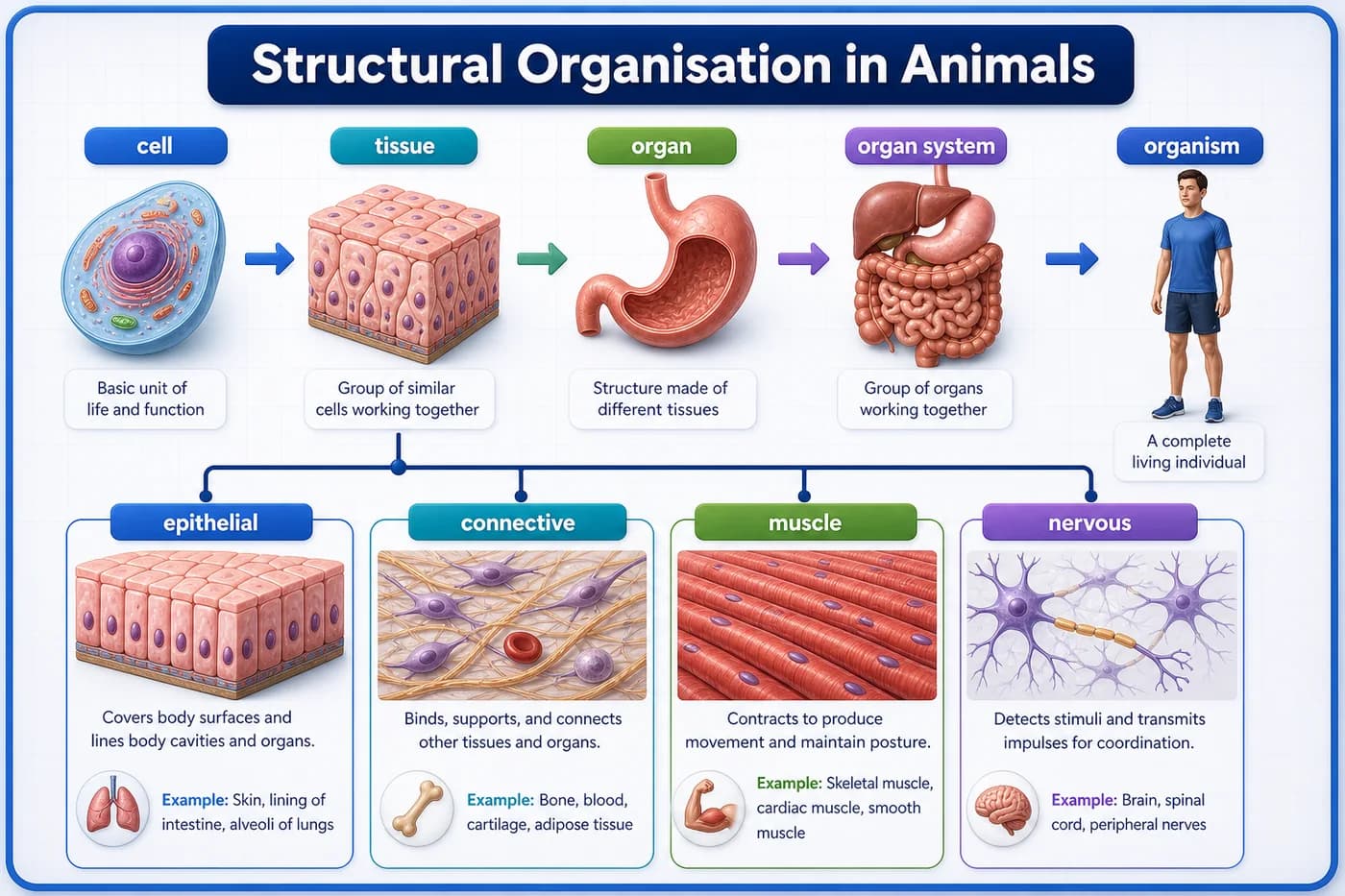 3D visual of animal structural organisation from cell to tissue to organ system with major tissue types