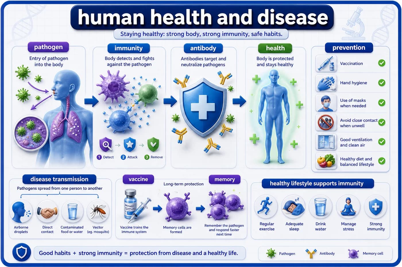 3D health biology visual showing pathogen entry, immunity, antibodies, vaccine memory, hygiene, prevention, and disease transmission control