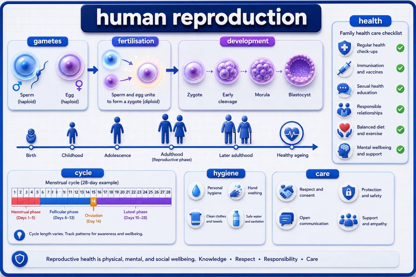3D biology visual showing an abstract human life-cycle timeline, gametes, fertilisation, development, cycle, hygiene, care, and health checklist