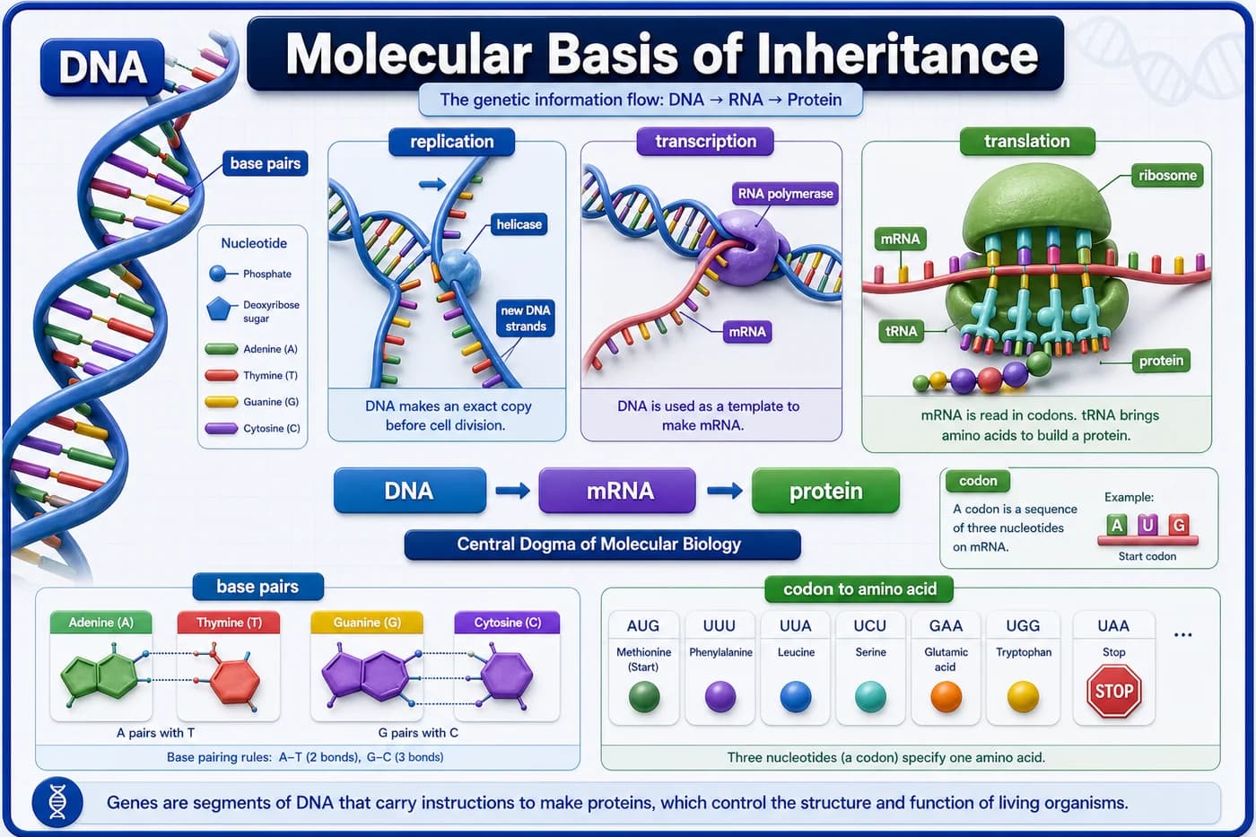 3D molecular biology visual showing DNA, base pairs, replication, transcription, mRNA, translation, codons, and protein synthesis