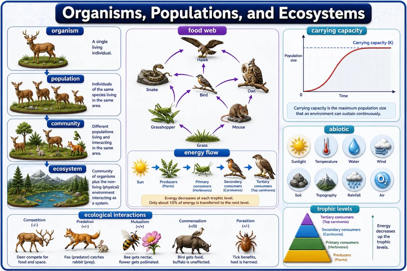 3D ecology visual showing organism, population, community, ecosystem, food web, energy flow, carrying capacity, and abiotic factors