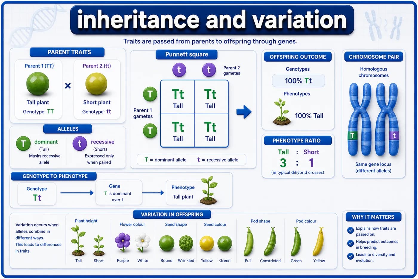 3D genetics visual showing Mendelian inheritance, Punnett square, dominant and recessive alleles, genotype, phenotype, variation, and ratio