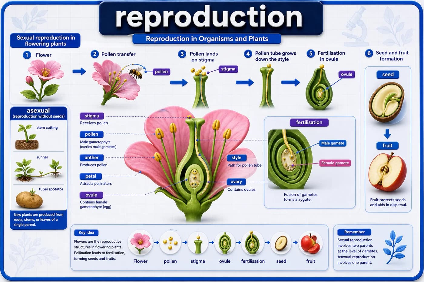 3D biology visual showing flower reproduction, pollen transfer, ovule fertilisation, seed and fruit formation, and asexual reproduction