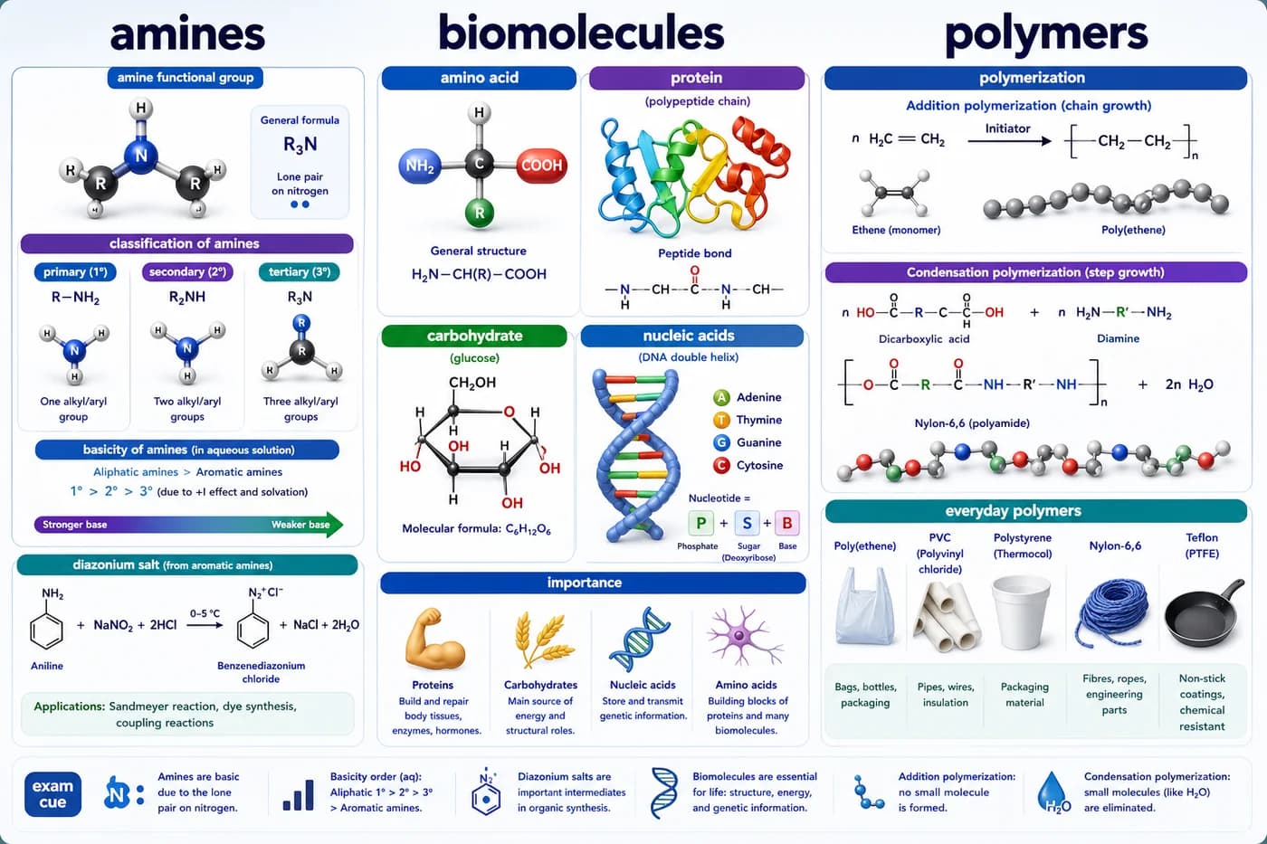 3D organic chemistry visual showing amines, biomolecules, polymers, basicity, amino acids, proteins, carbohydrates, and polymerization
